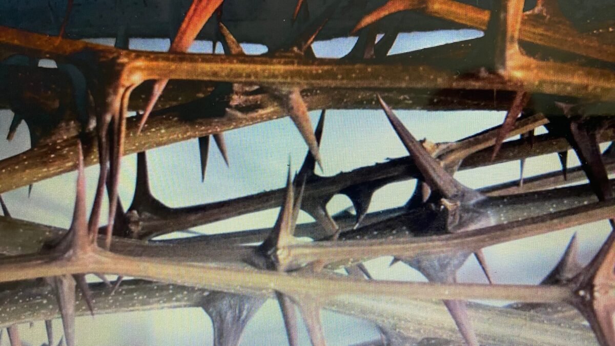 thorns like the ones pressed upon Jesus' head as he was crucified